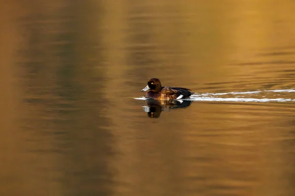 Tufted Ducks River — Stock Photo, Image