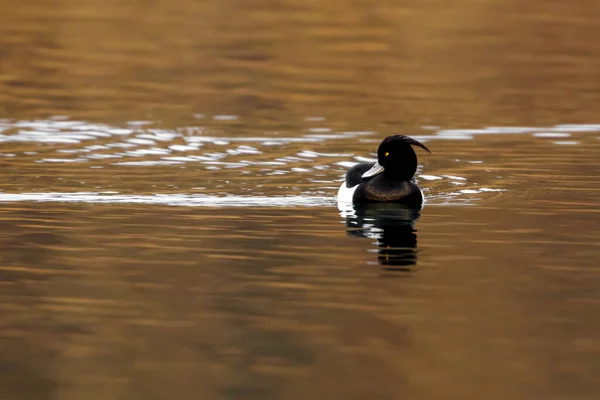 Eine Büschel Enten Auf Einem Fluss — Stockfoto