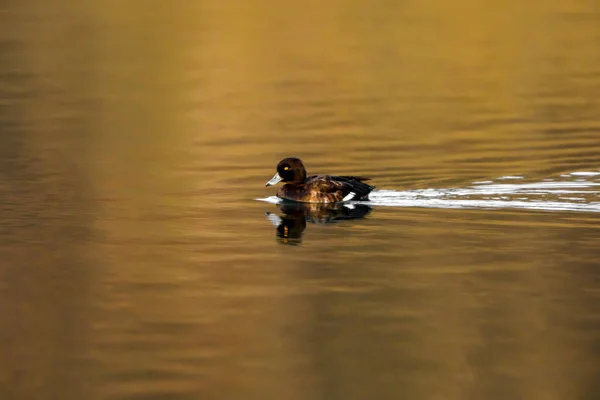 Patos Adornados Num Rio — Fotografia de Stock