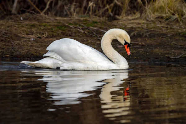 Ein Stummer Schwan Auf Dem See — Stockfoto