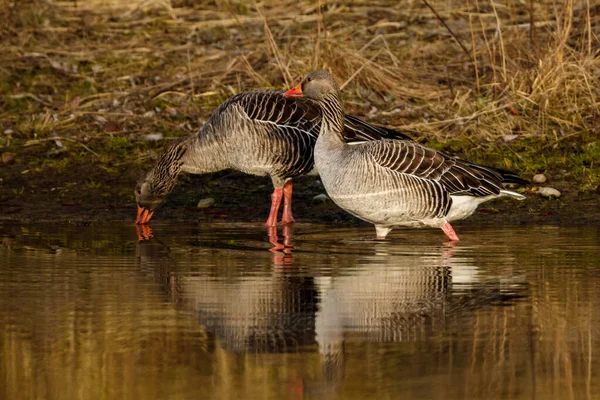 Ganso Greylag Naturaleza — Foto de Stock