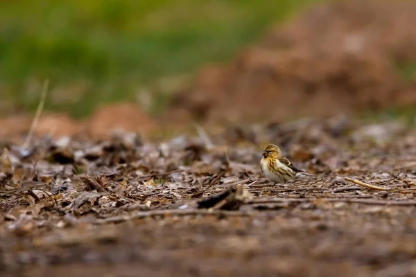 Redpoll Comum Chão — Fotografia de Stock