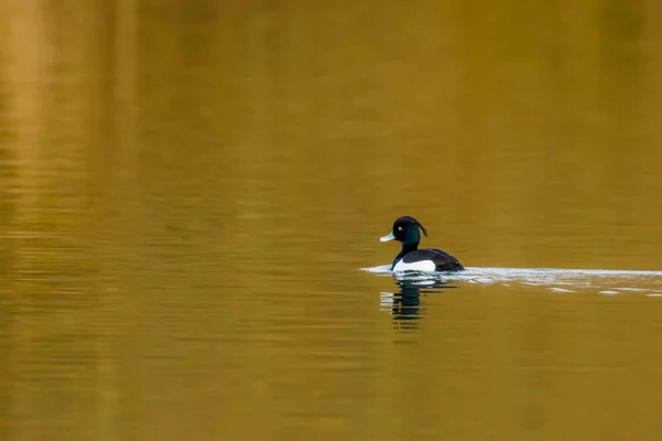 Eine Büschel Enten Auf Einem Fluss — Stockfoto