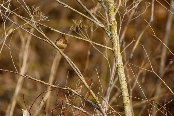 Eurasien Wren Det Vilda — Stockfoto