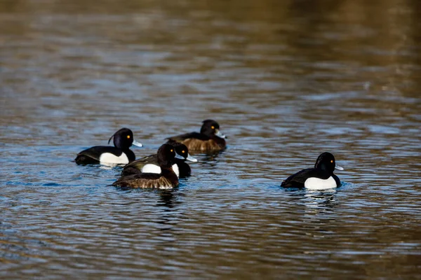 Canard Touffu Sur Une Rivière — Photo