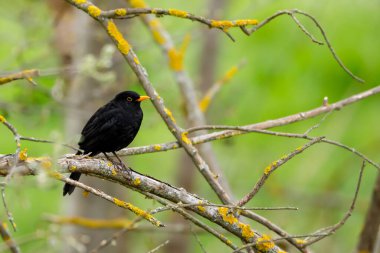 Çitlerde bir karatavuk