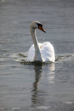 Gölde dilsiz bir kuğu