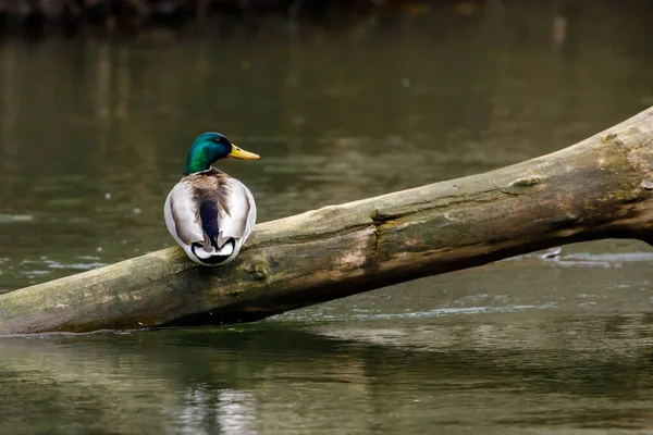 Маллард Дак Річка — стокове фото