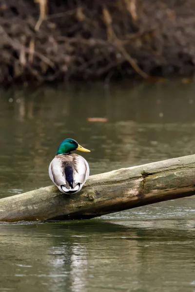 Mallard Duck Encendido Río — Foto de Stock