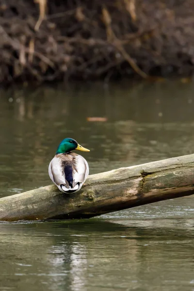 Mallardův Kačer Řeka — Stock fotografie