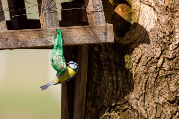 Blue Tit Winter Feeding — Foto de Stock