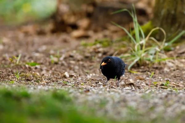 Blackbird Ground — ストック写真