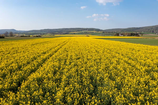 Ülkedeki kanola sahası