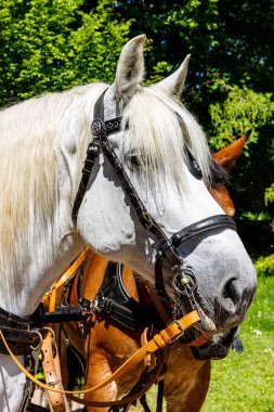 Beyaz ve kahverengi atın başı.