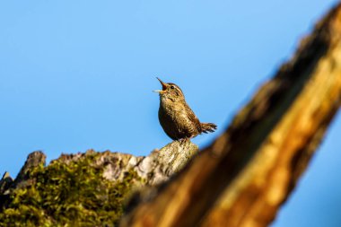 Bir dalda kırlangıç kuşu