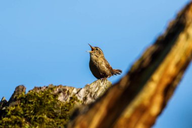 Bir dalda kırlangıç kuşu