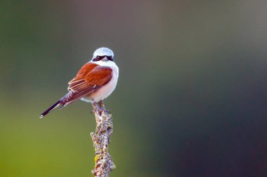 Vahşi doğada kırmızı bir örümcekkuşu