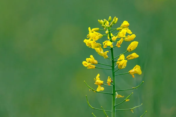 Gele Canola Bloemen Een Veld — Stockfoto