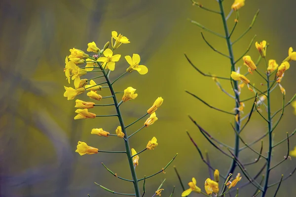 Gele Canola Bloemen Een Veld — Stockfoto