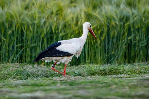 Cigüeña Blanca Hierba — Foto de Stock