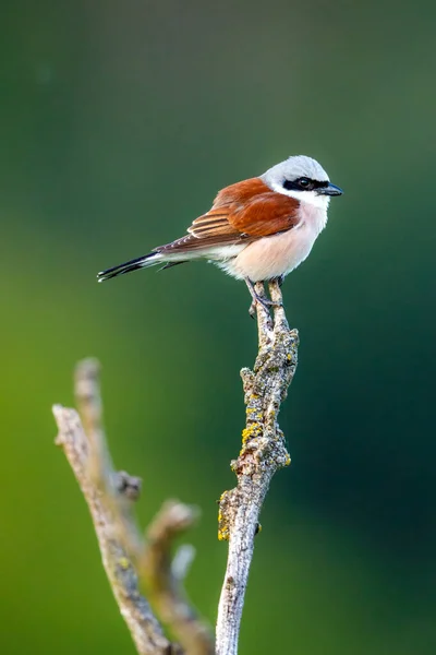 Grido Dalla Schiena Rossa Natura — Foto Stock