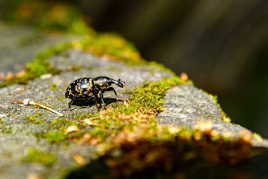 Büyük bir Butterbur Buğday Böceği.