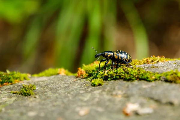 Big Butterbur Weevil Beetle — Stock fotografie