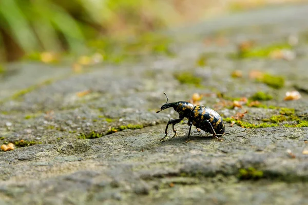 Big Butterbur Weevil Beetle — Stock fotografie