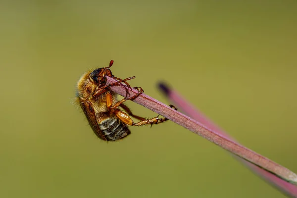 Ribbed Tufted Beetle — Stock Fotó