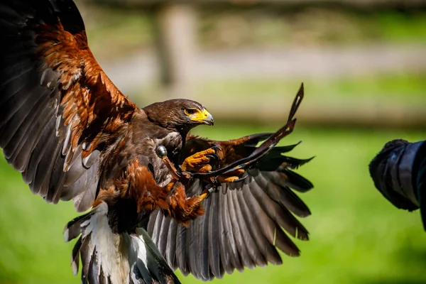 Harris Hawk Flight — Stock Photo, Image