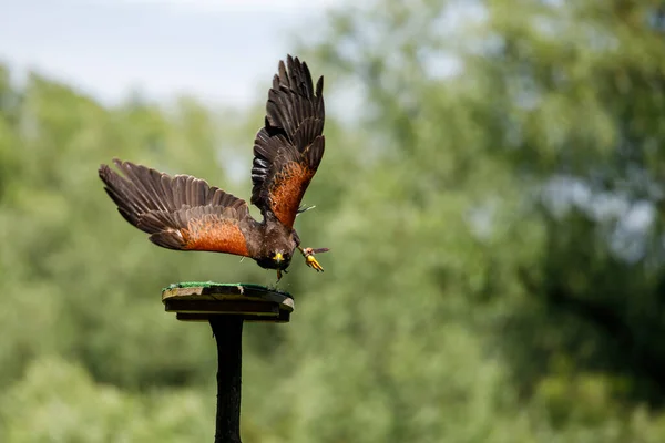 Harris Hawk Flight — Foto de Stock