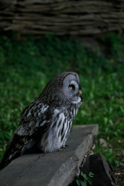 Great Grey Owl — Stock Photo, Image