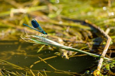 A Blue banded dragonfly at a river