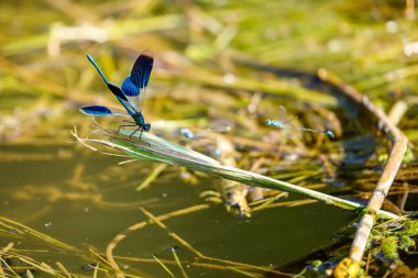 A Blue banded dragonfly at a river