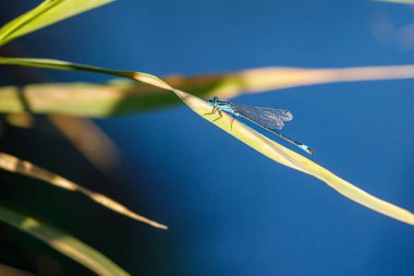 A white legged damselfly at a river