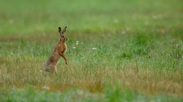 Wild Brown Hare Field — Fotografia de Stock