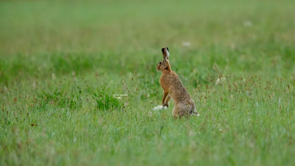 a wild brown hare in a field