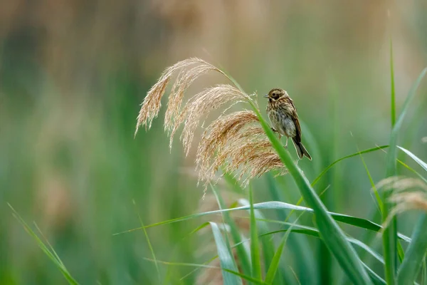 Common Reed Bunting Bird Reed — Fotografia de Stock