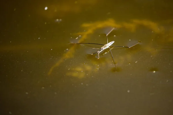 Common Water Strider Pond — Stock Photo, Image