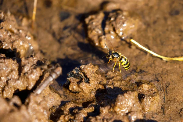 German Wasp Wild — Stok Foto