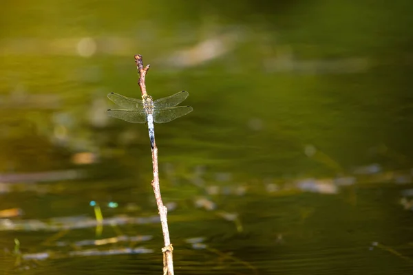 Blue Leaf Dragonfly River — Foto de Stock