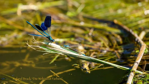 Blue Banded Dragonfly River — Stockfoto