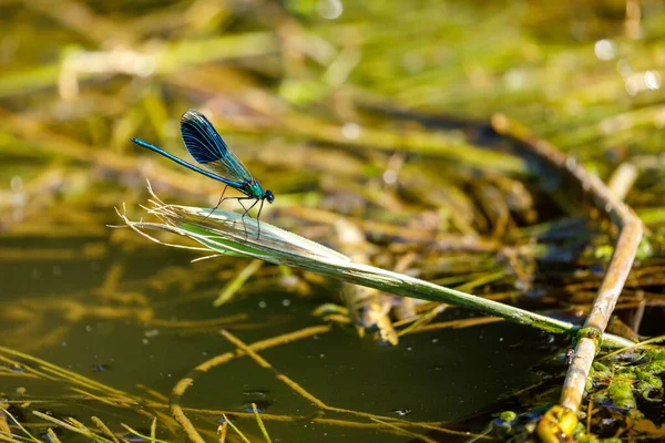 Blue Banded Dragonfly River — 图库照片