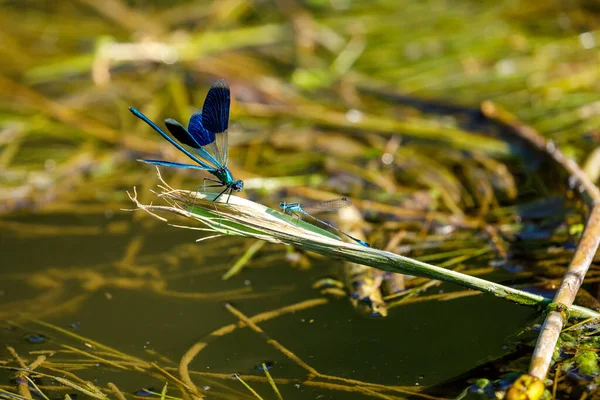 Blue Banded Dragonfly River — 图库照片