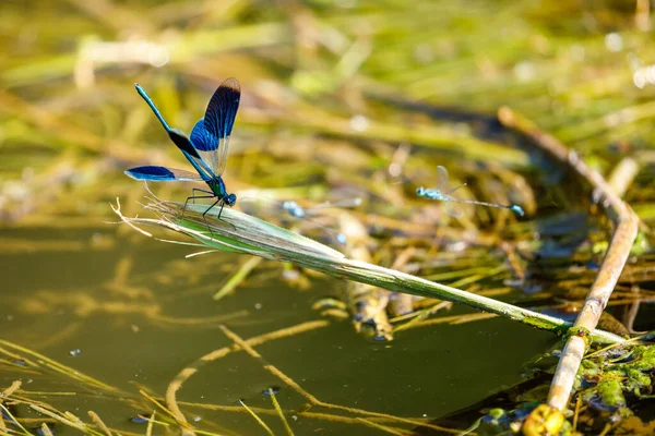 Blue Banded Dragonfly River — Stock Photo, Image