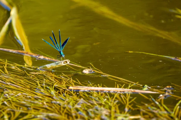 Blue Banded Dragonfly River — Stockfoto