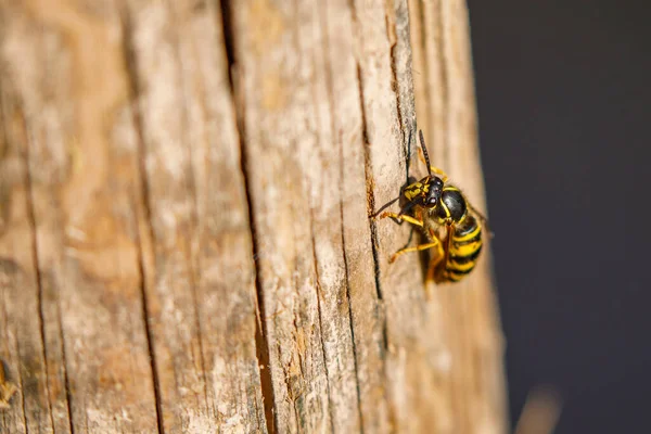 German Wasp Wild — Stock fotografie