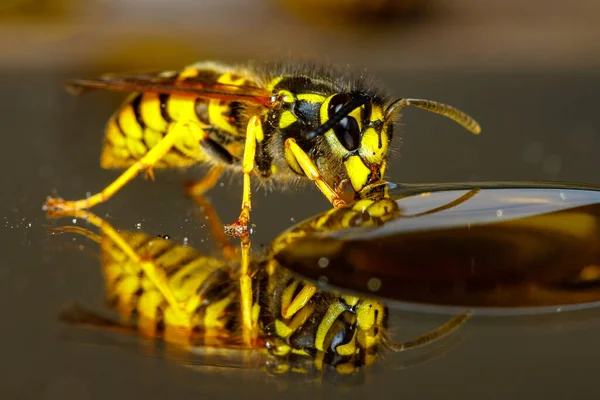 Een Gevaarlijke Wasp Voedsel — Stockfoto