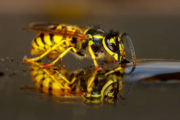 Farlig Wasp Mat — Stockfoto