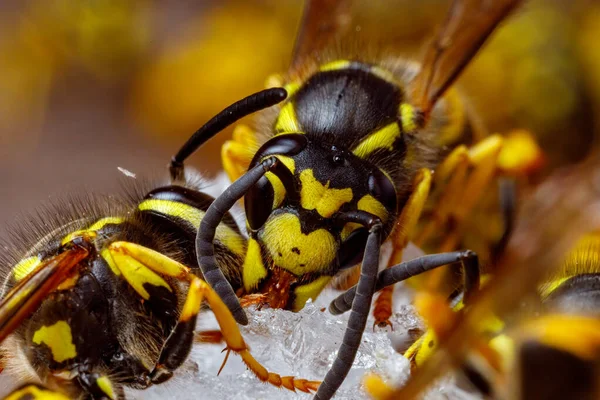 Une Guêpe Dangereuse Sur Nourriture — Photo